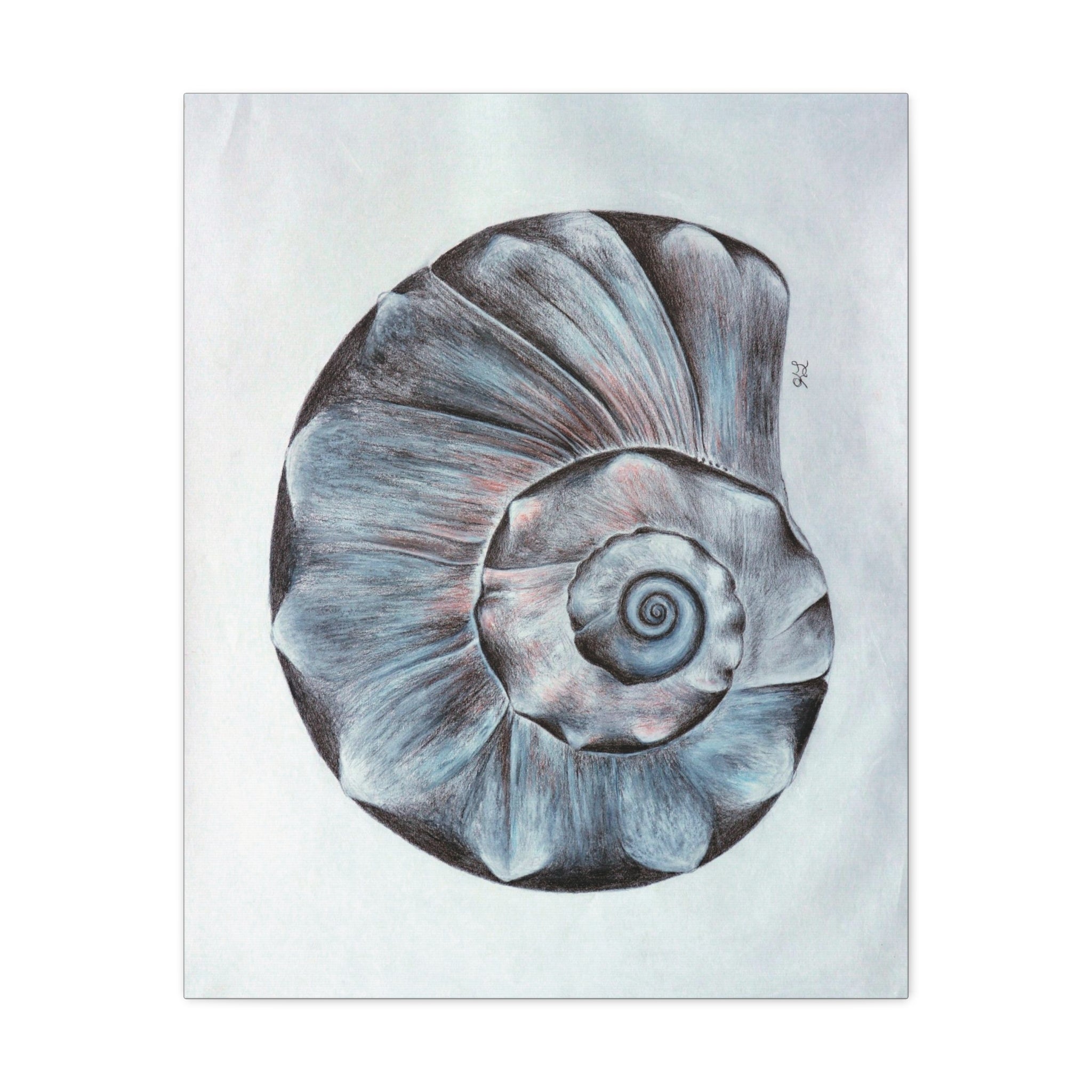 Welk Shell Wall Art