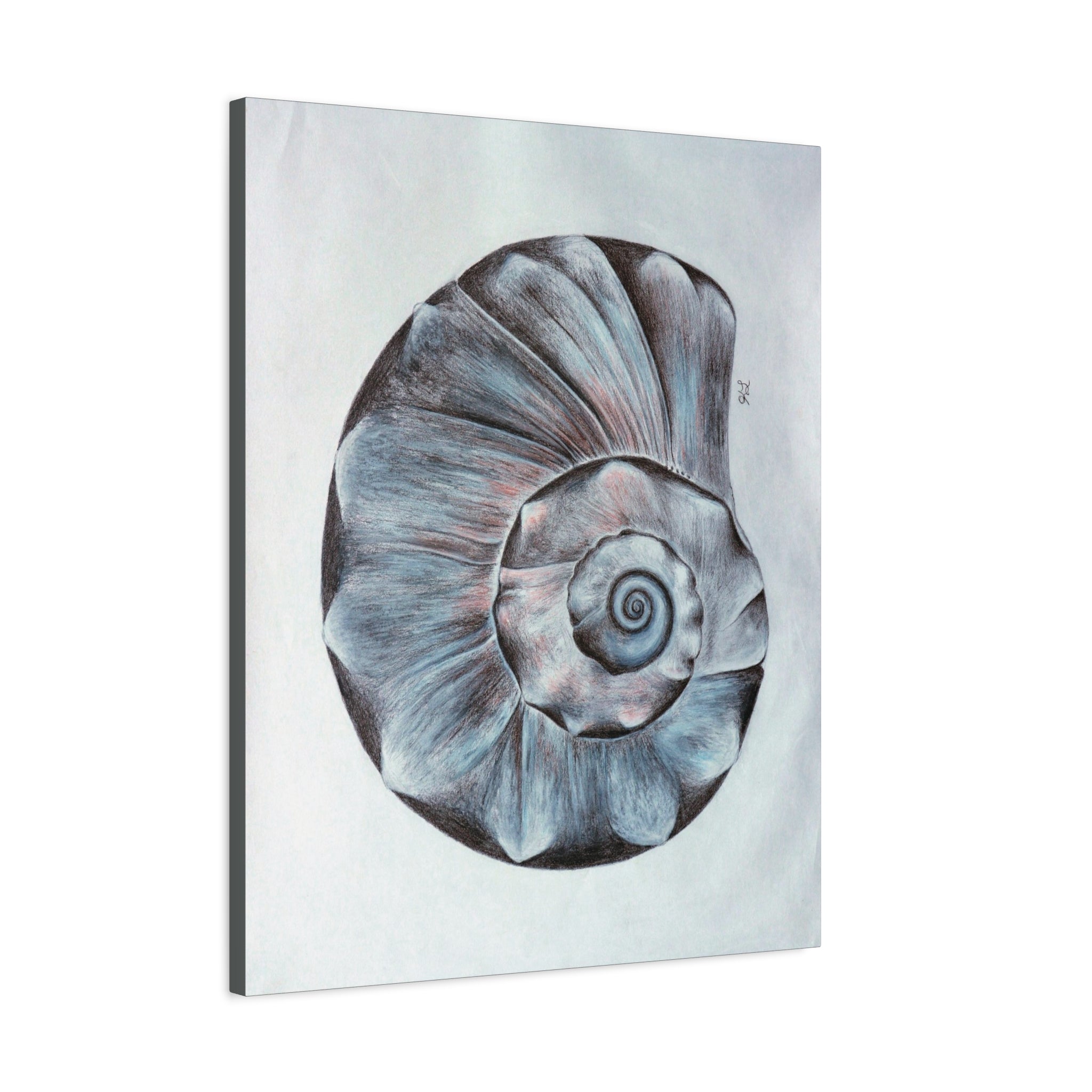 Welk Shell Wall Art | Kristopher Lake