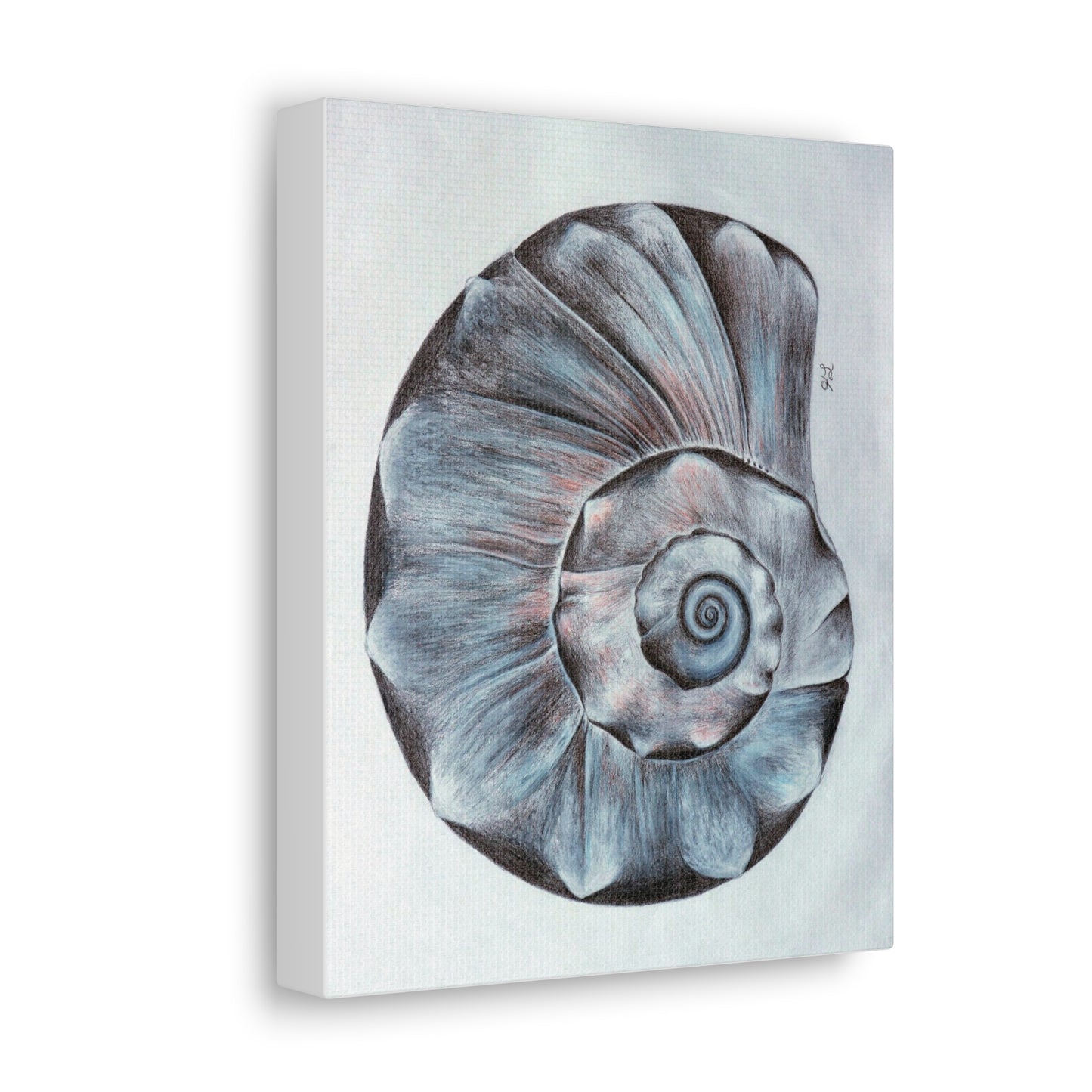 Sea Shell Canvas Gallery Wraps