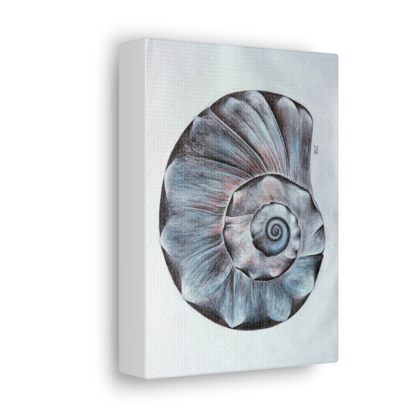 Sea Shell Canvas Gallery Wraps