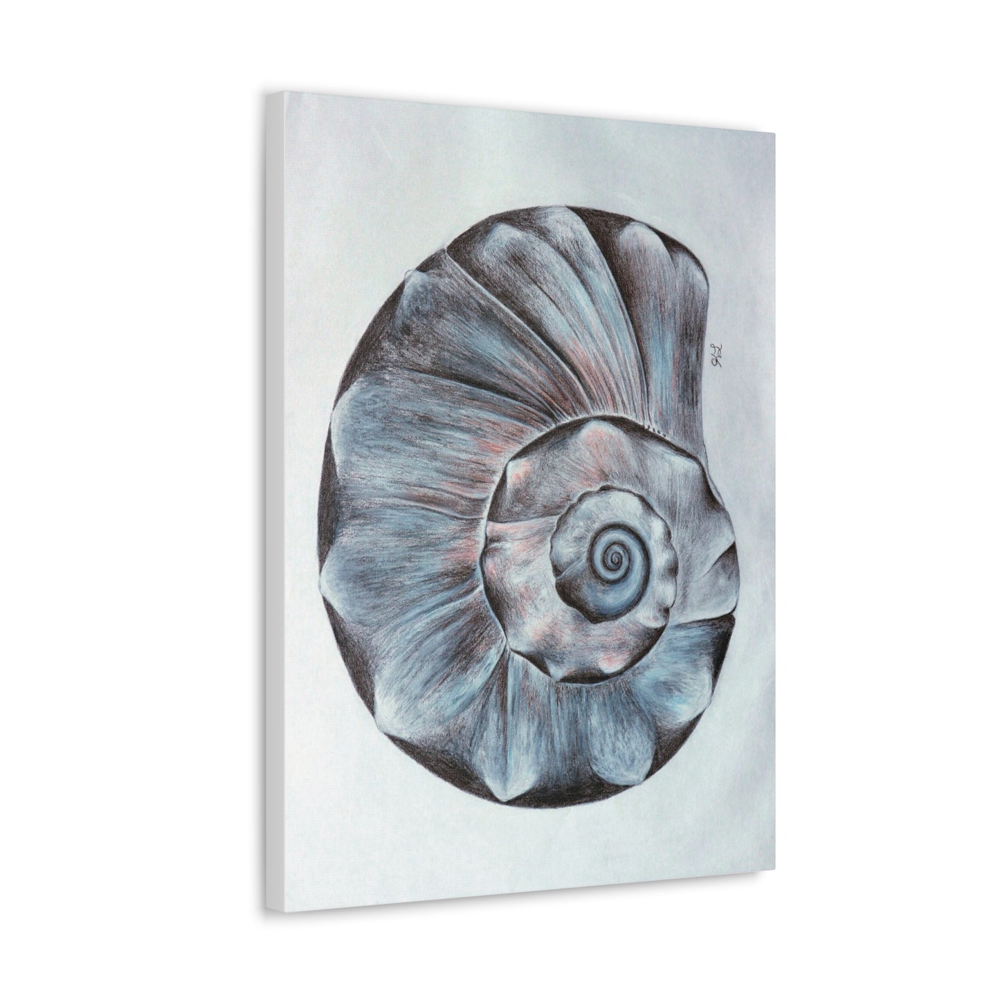 Sea Shell Canvas Gallery Wraps