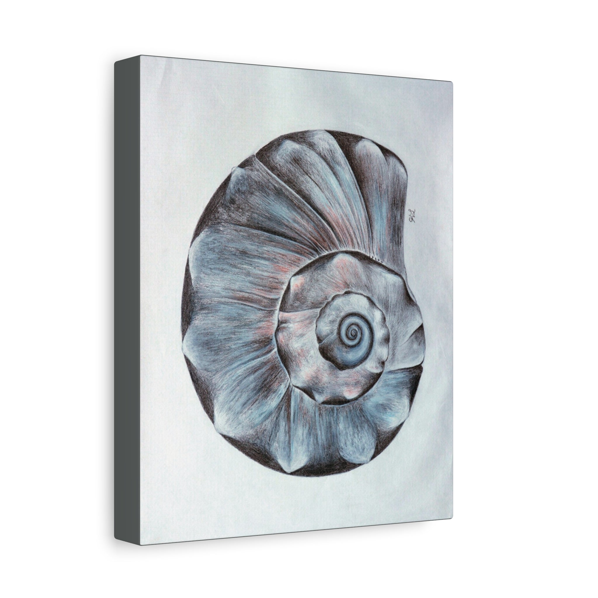 Welk Shell Wall Art