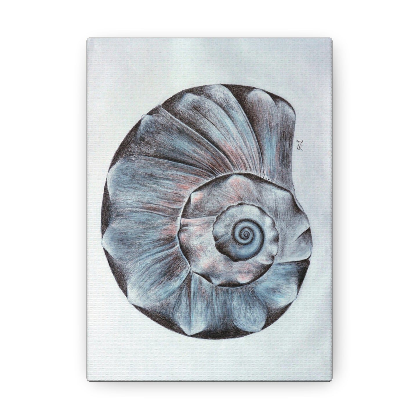 Sea Shell Canvas Gallery Wraps