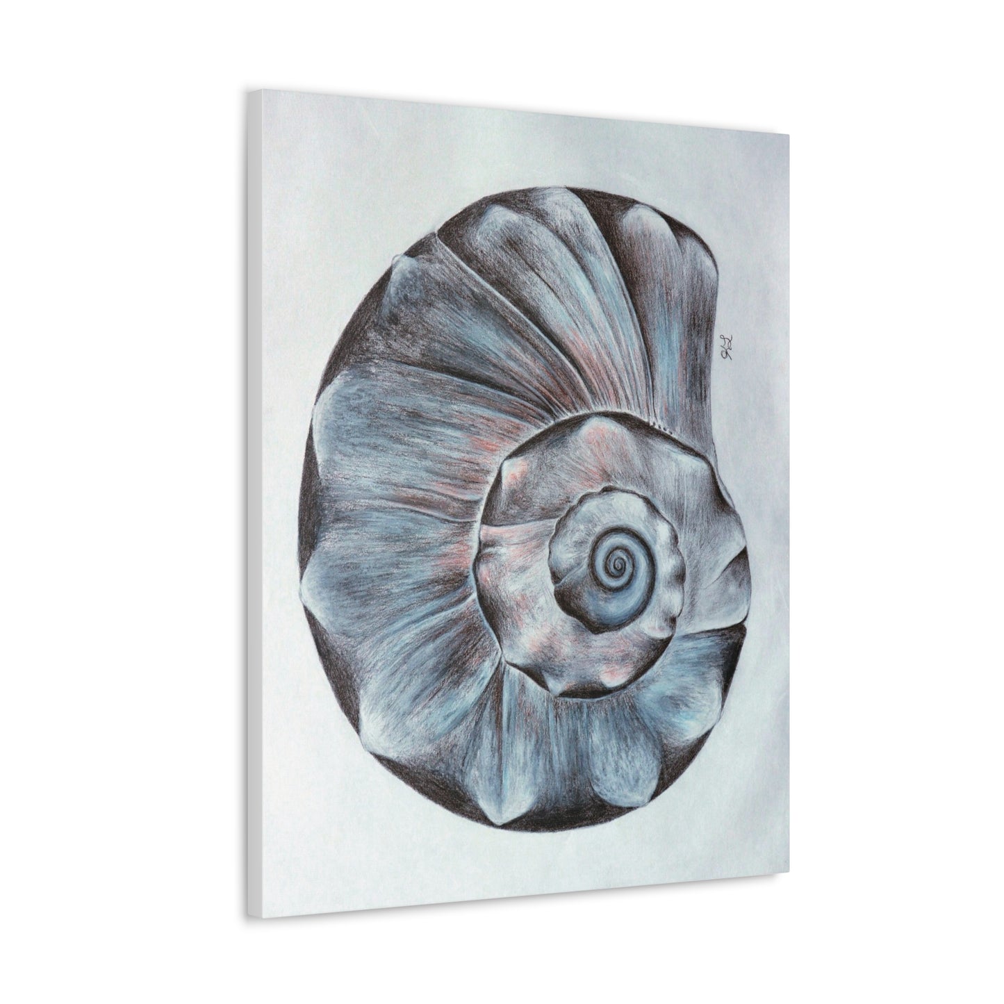 Sea Shell Canvas Gallery Wraps