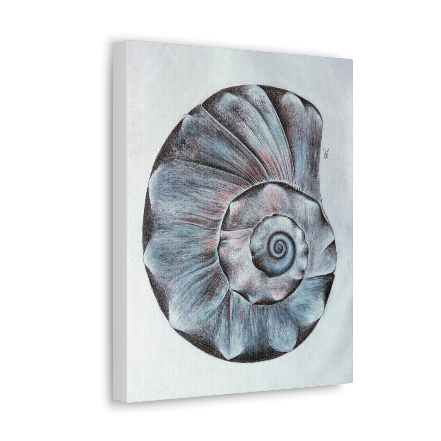 Sea Shell Canvas Gallery Wraps