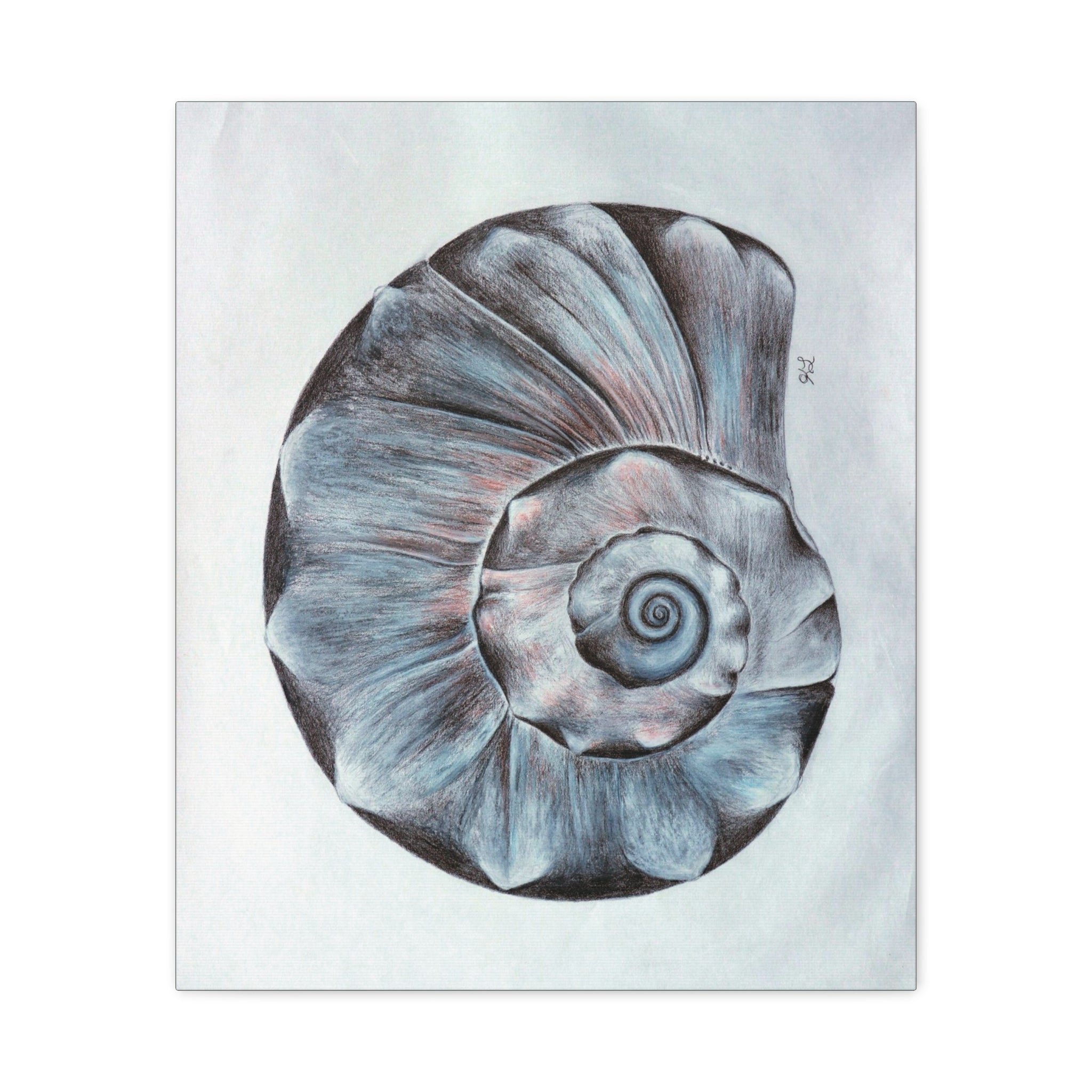 Welk Shell Wall Art