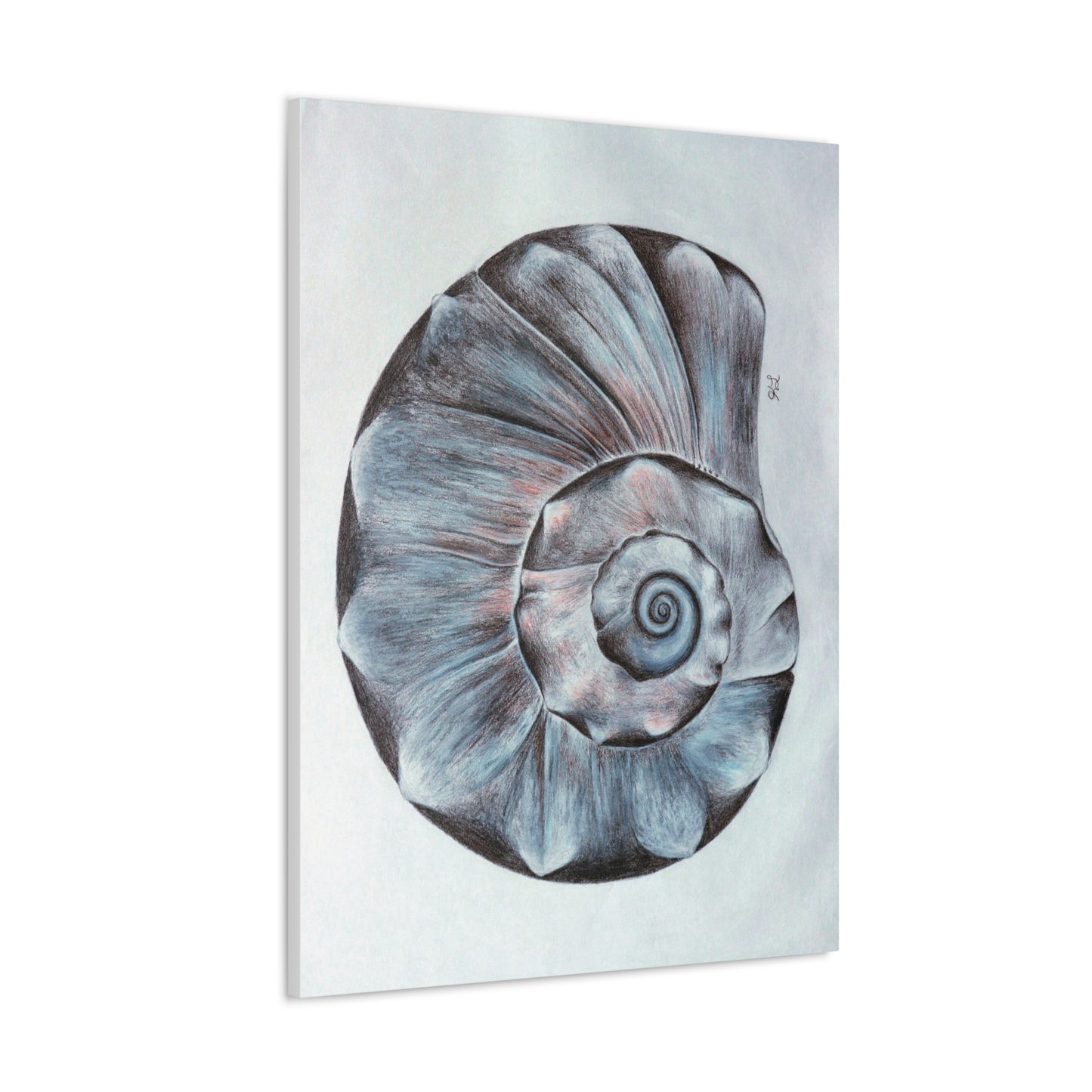 Sea Shell Canvas Gallery Wraps