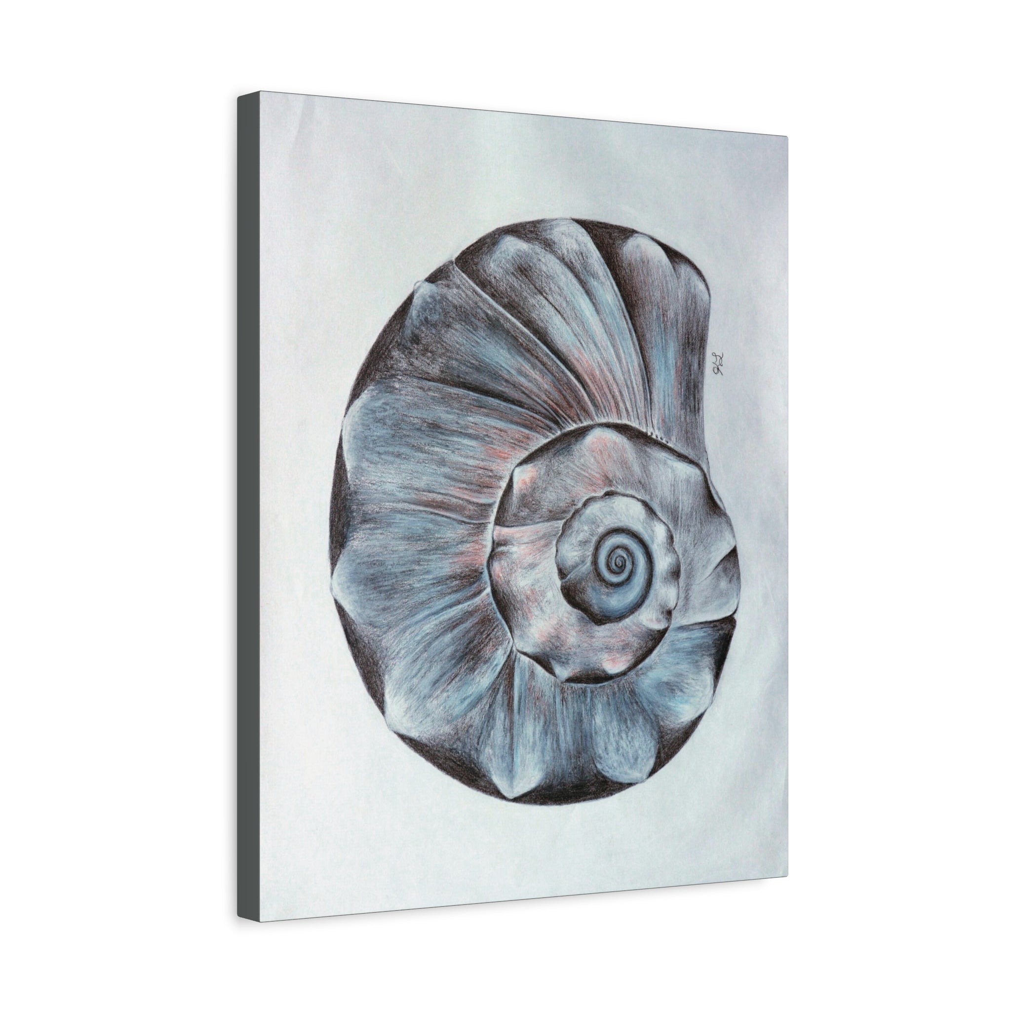 Welk Shell Wall Art